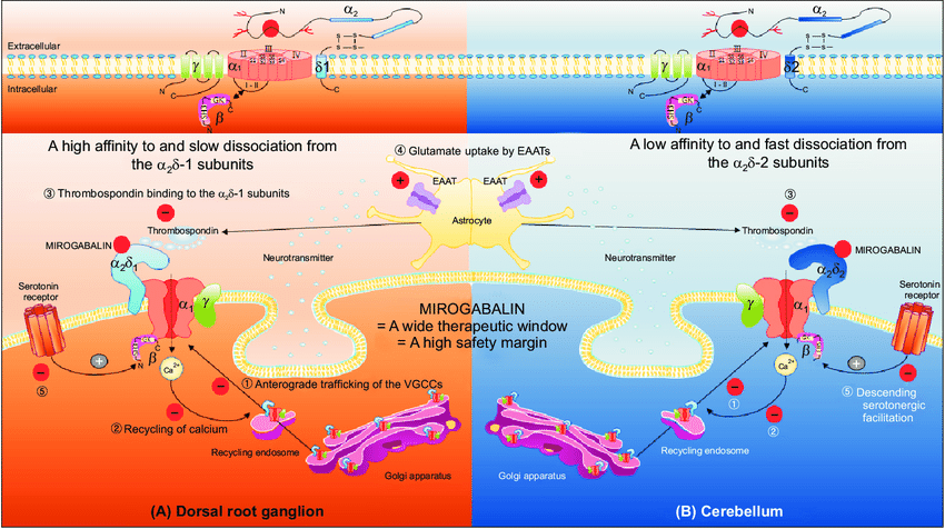 A Critical Analysis of Neuropathic Pain Management and the Role of Merogabalin