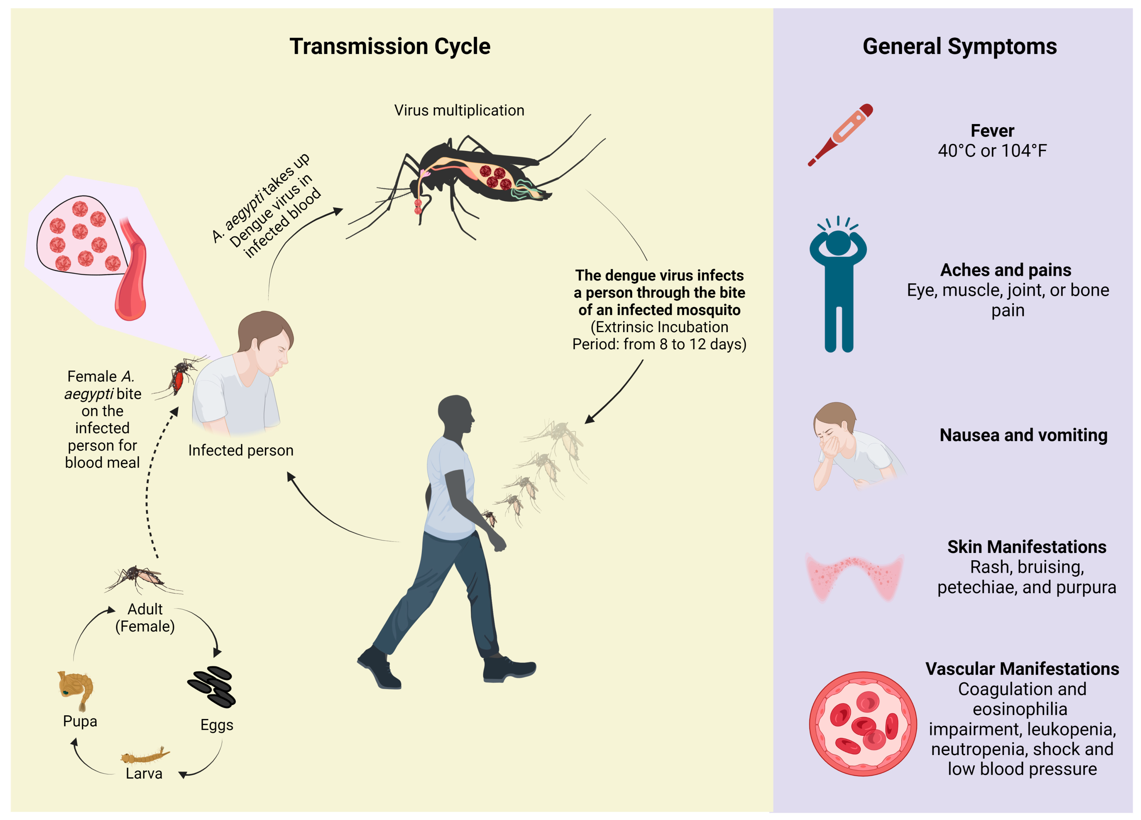 Dengue in End-Stage Renal Disease Patients on Hemodialysis: Evaluating Clinical Profiles and indicators of critical outcome during a Major Outbreak in Bangladesh