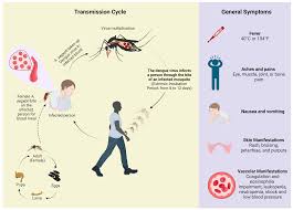 Clinico-Epidemiological Profiling of Dengue Patients in a Non-endemic Region of Bangladesh: A Case Study Analysis