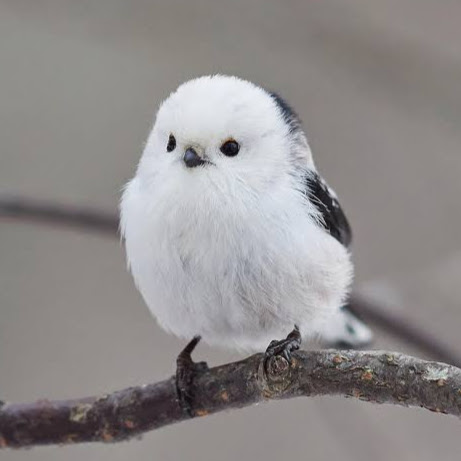 Farhana Hossain Santona